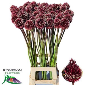 Allium Red Mohican 90cm