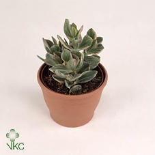 <h4>CRASS VARIEGATA</h4>