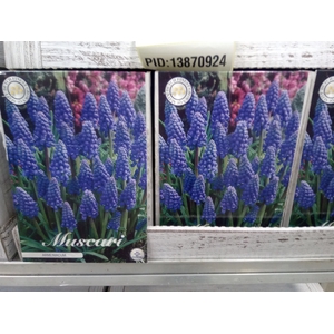 Muscari   ...flowerbulbs