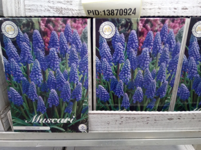 Muscari   ...flowerbulbs