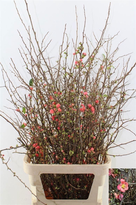 <h4>CHAENOMELES SUPERBA</h4>