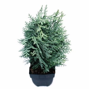 Chamaecyparis lawsoniana 'Pelt's Blue' P17