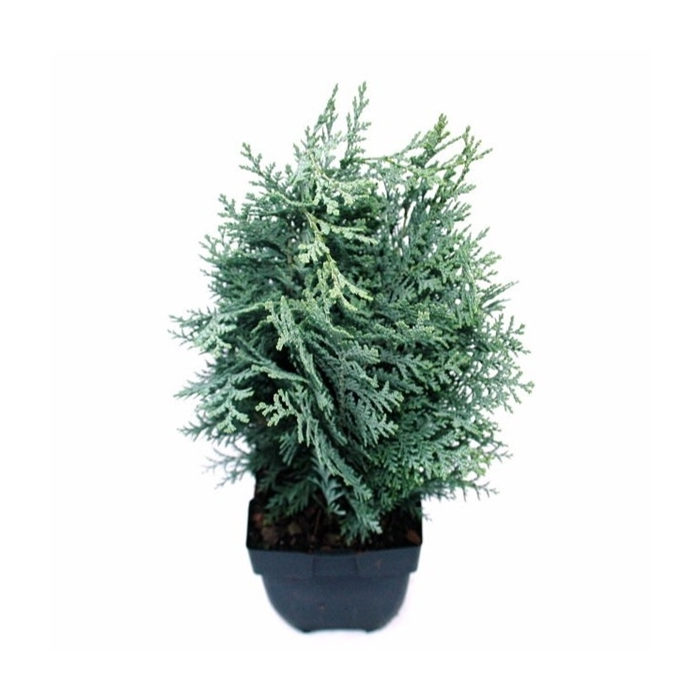 <h4>Chamaecyparis lawsoniana 'Pelt's Blue' P17</h4>