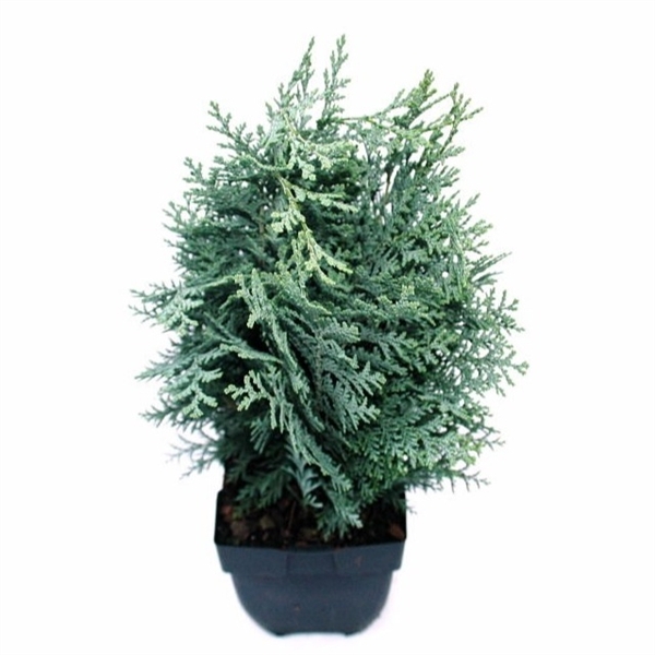 <h4>Chamaecyparis lawsoniana 'Pelt's Blue' P17</h4>