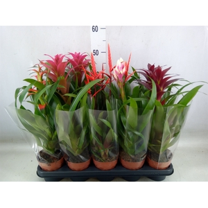 Bromelia   ...mix