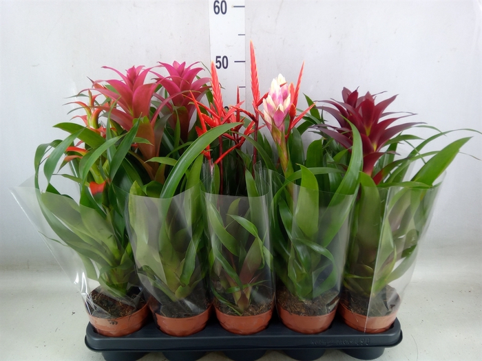 <h4>Bromelia   ...mix</h4>