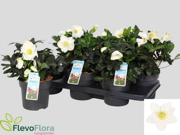 <h4>HELL NI CHR CAROL</h4>