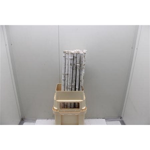 Bamboe 100 Cm