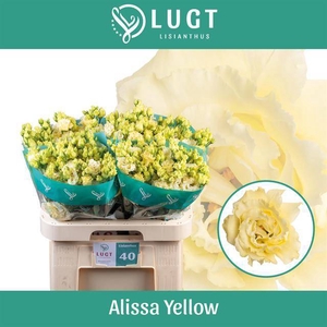 EUS G ALISSA YELLOW