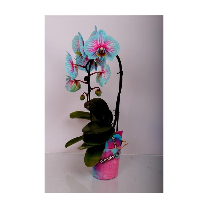 <h4>Cascade 1 tak met potcover</h4>