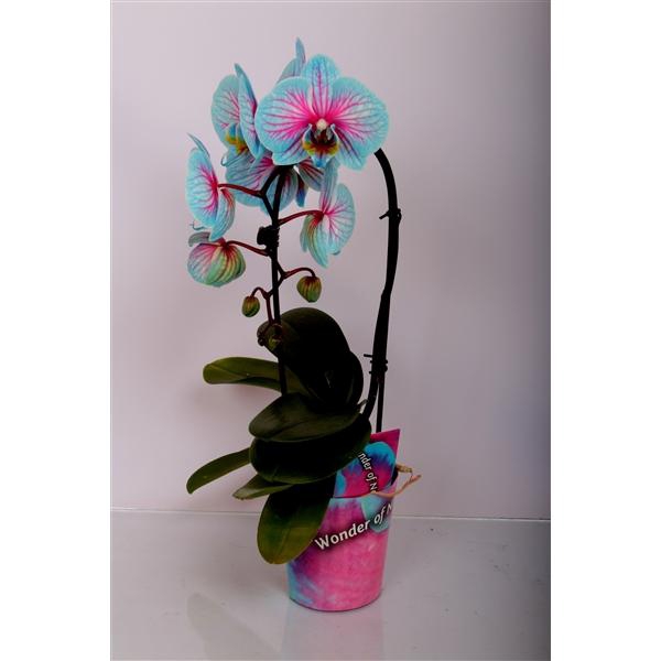 <h4>Cascade 1 tak met potcover</h4>