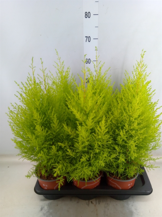 <h4>Cupressus macro. 'Goldcrest Wilma'</h4>