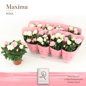 Rosa  DUO Romantique Dolc'Amore Maxima Metallic