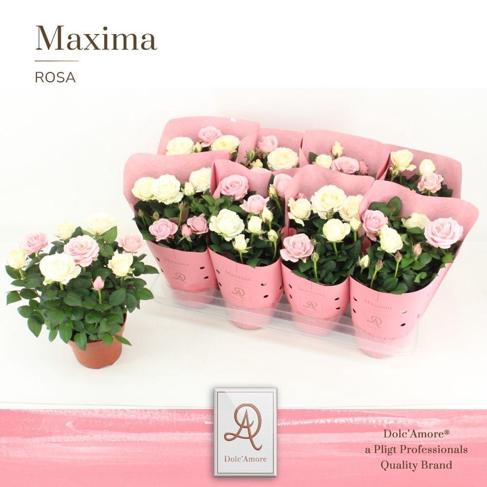 <h4>Rosa  DUO Romantique Dolc'Amore Maxima Metallic</h4>