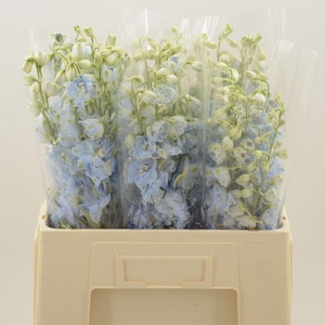 DELPHINIUM DU 'DEWI BOY'