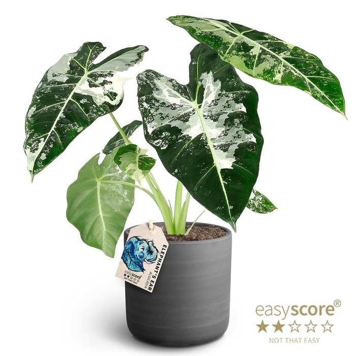 <h4>ALOCASIA MICHOLITZIANA p12 Frydek Vari Raw</h4>