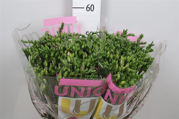 <h4>Fr Du Honeymoon</h4>