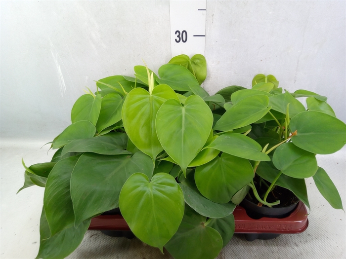 <h4>Philodendron scand.</h4>