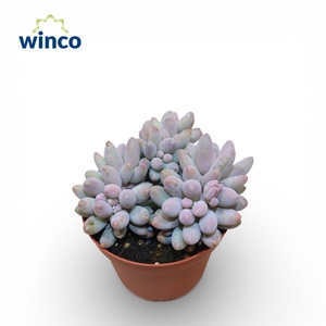 Pachyphytum Machucae