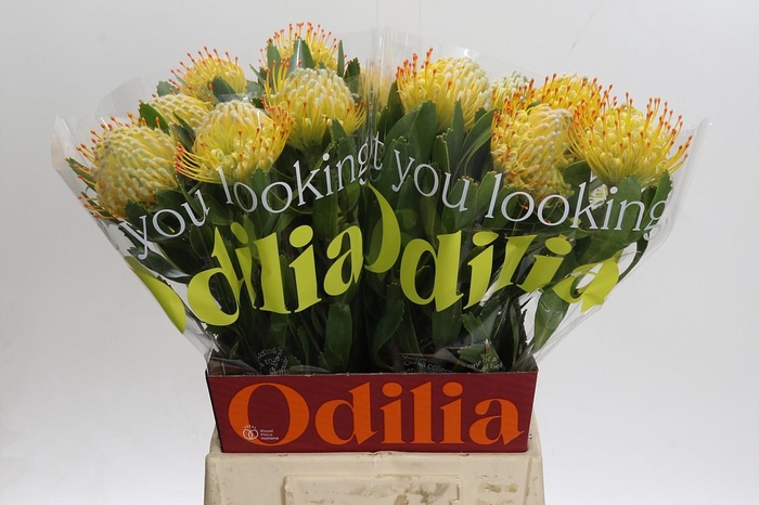 <h4>Nutans Cuneiforme</h4>