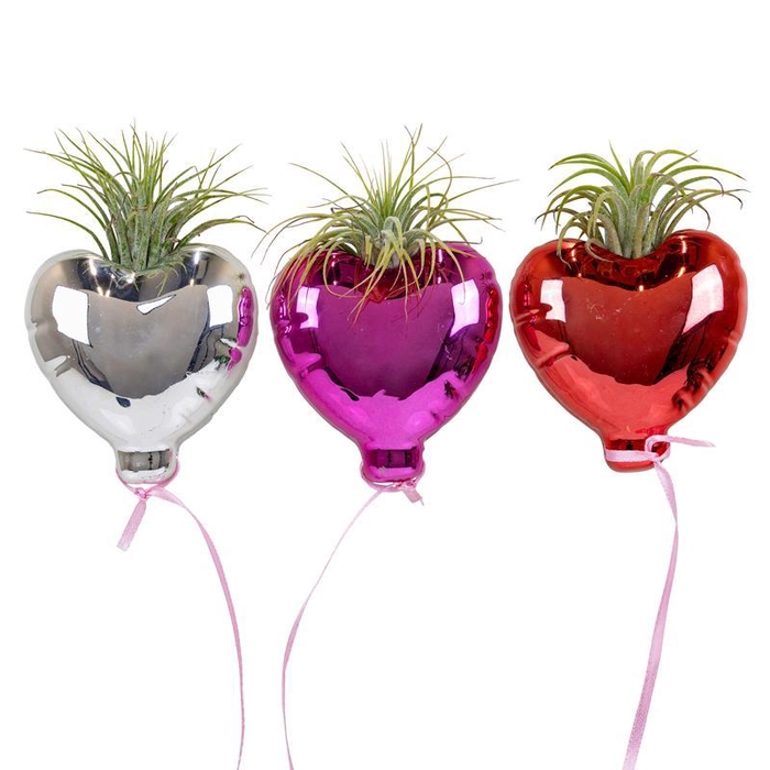 <h4>TILLANDSIA IONANTHA</h4>