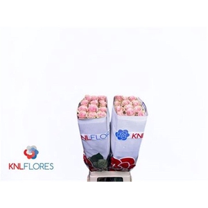 R Gr Absolut In Pink Ec