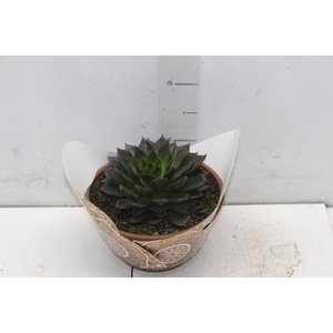 ECHEVERIA HOT CHOCOLAT C21