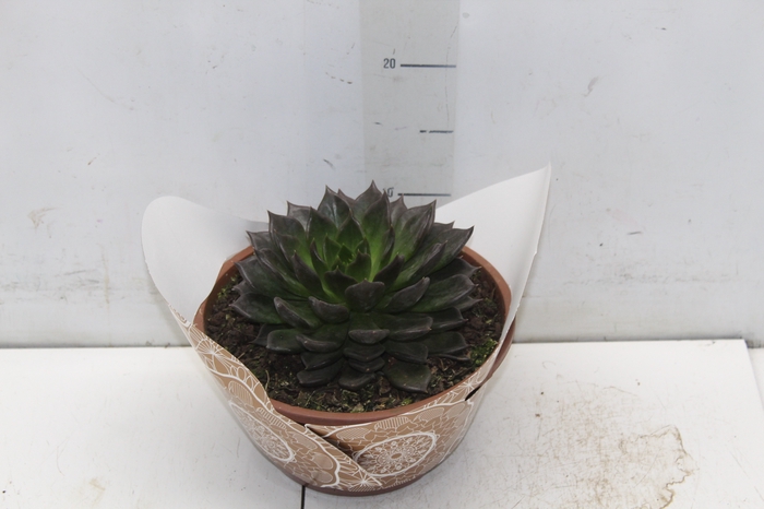 <h4>ECHEVERIA HOT CHOCOLAT C21</h4>