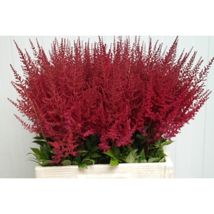 Astilbe Paul Gäarder