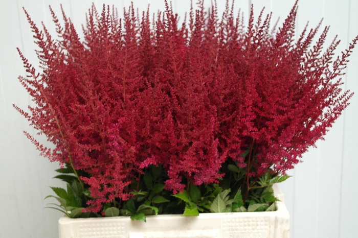 <h4>Astilbe Paul Gäarder</h4>