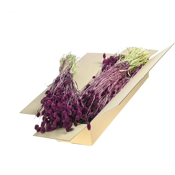 <h4>Phalaris Sb Prune</h4>