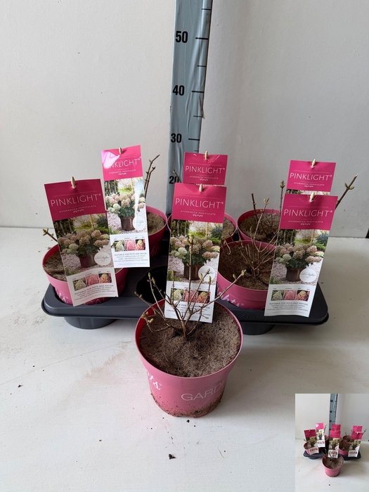 <h4>HYDR PANICULATA</h4>