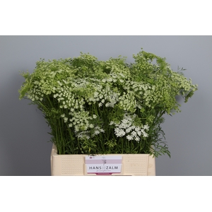AMMI MAJUS