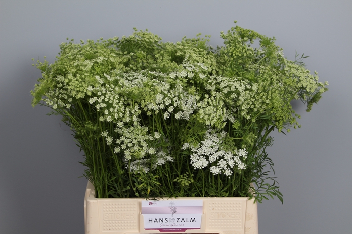 <h4>AMMI MAJUS</h4>