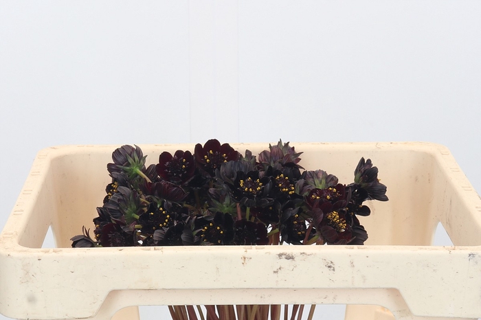 <h4>Cosmos Black Beauty</h4>
