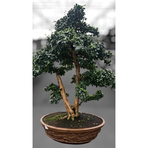 Carmona macrophylla, pot 61cm., Height 130cm (single item