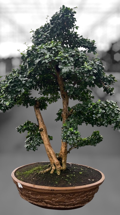 <h4>Carmona macrophylla, pot 61cm., Height 130cm (single item</h4>