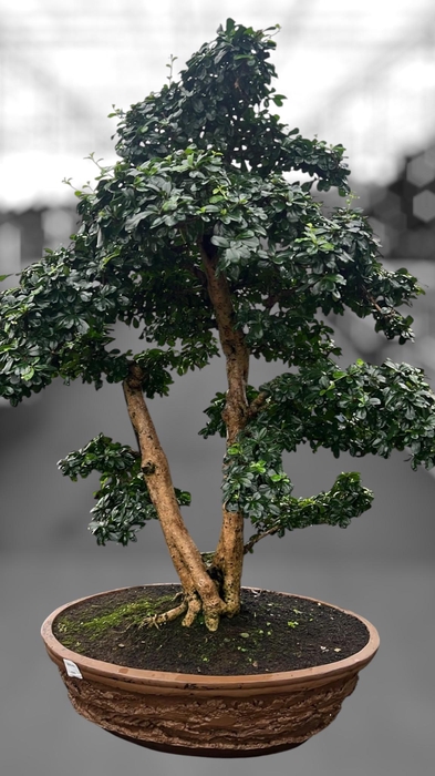<h4>Carmona macrophylla, pot 61cm., Height 130cm (single item</h4>