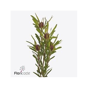 Leucadendron ayoba cherry pearl