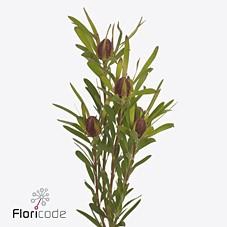 <h4>Leucadendron ayoba cherry pearl</h4>