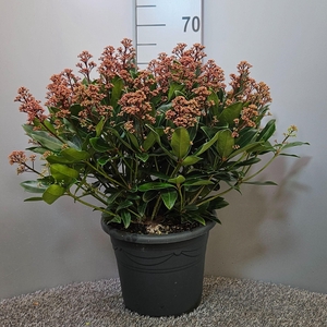 Skimmia japonica 'Rubesta Optima'