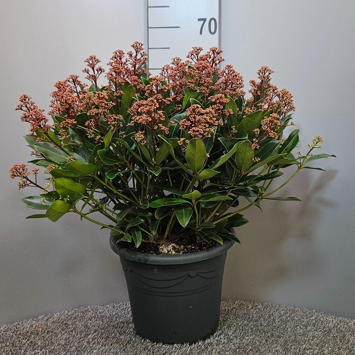 <h4>Skimmia japonica 'Rubesta Optima'</h4>
