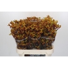 Anigozanthos Gold Fever