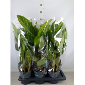 Aglaonema  'Stripes'