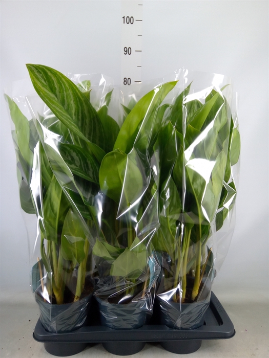 <h4>Aglaonema  'Stripes'</h4>