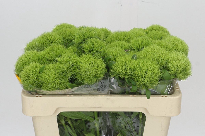 <h4>Dianthus Br Kiwi Mellow</h4>