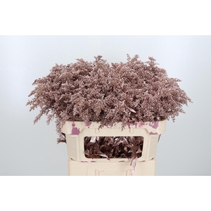 Solidago Kl Bh Champagne