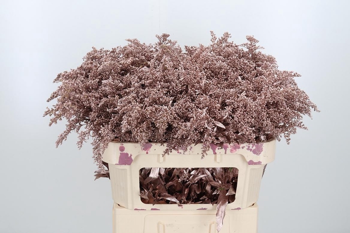 <h4>Solidago Kl Bh Champagne</h4>