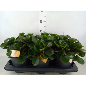 Peperomia obt. 'Burning Bush'