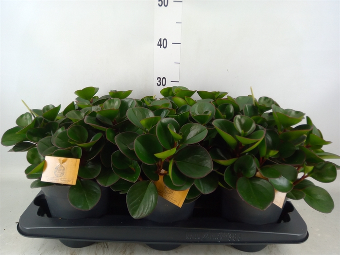 <h4>Peperomia obt. 'Burning Bush'</h4>